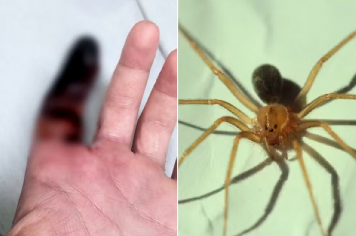 5 pontos que podem abrigar aranhas-marrons sem você perceber