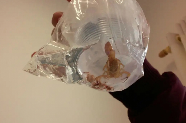 7 locais da casa que viram abrigo de escorpiões e exigem atenção