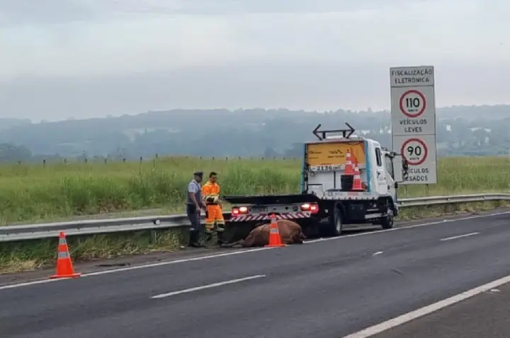 Acidente destrói carro e mata cavalo na Bauru-Agudos