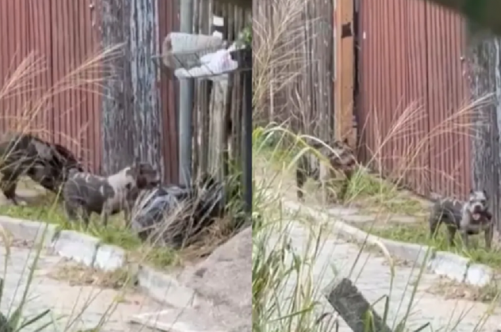 Adolescente tem braço quebrado em ataque de 3 pitbulls