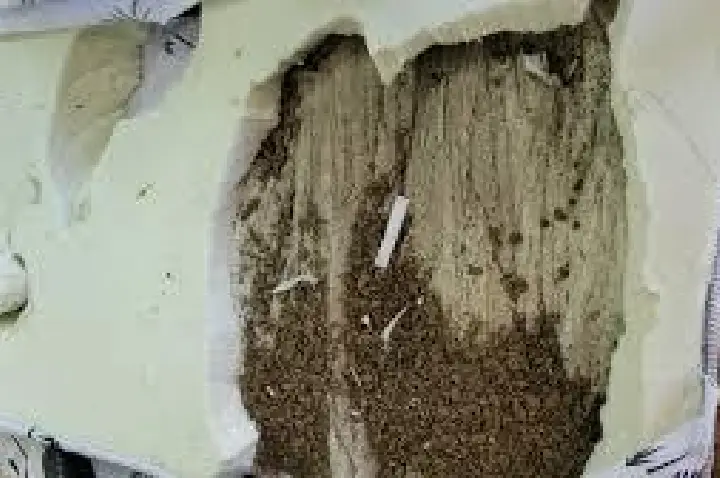 Advogada tenta entrar na cadeia com colchão recheado de droga