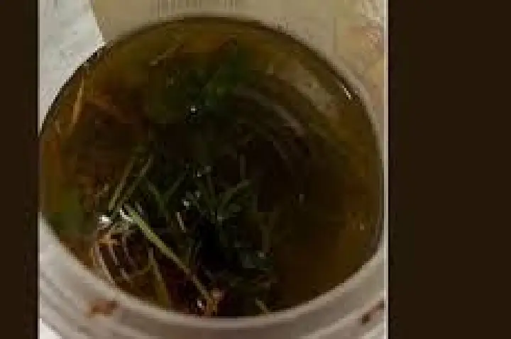 Ao tentar aliviar dor, avó intoxica bebê com álcool e maconha