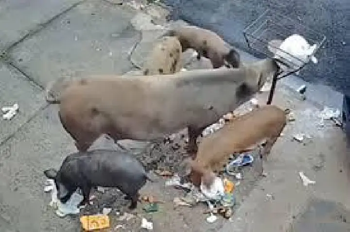 Após cavalo, porcos são flagrados revirando lixo em Bauru; VÍDEO