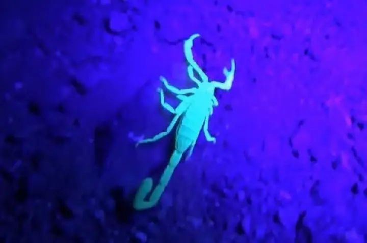 Após morte de menino, moradores capturam 100 escorpiões