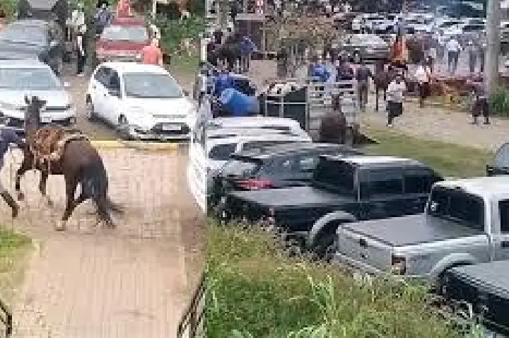 Ataque de abelhas fere 30 pessoas e mata cavalo; VÍDEO
