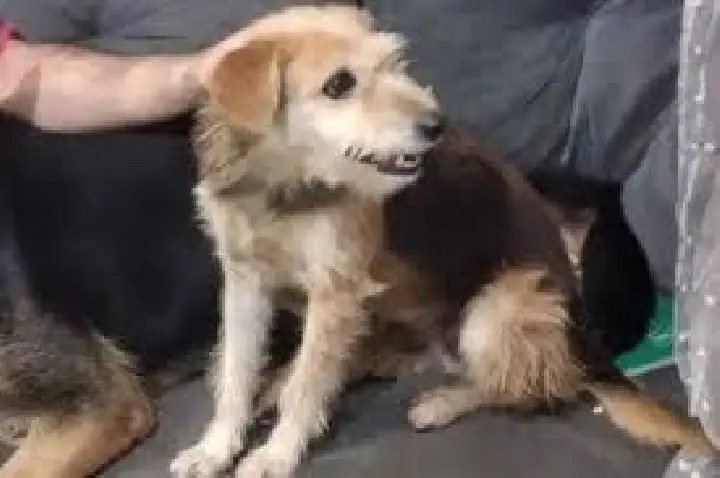 Ataque de Pit Bull resulta em morte de cachorra em Bauru; VÍDEO