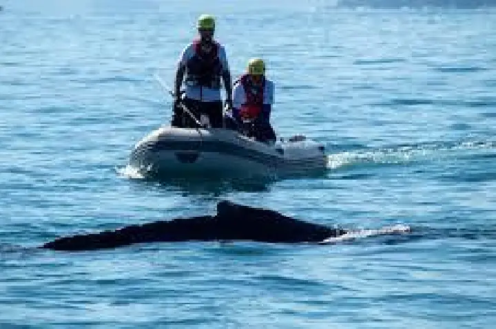 Baleia é resgatada pela 2ª vez em Ubatuba após enrosco em rede