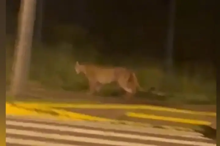 Bauru: onça assusta moradores e cancela treino de corrida; VÍDEO
