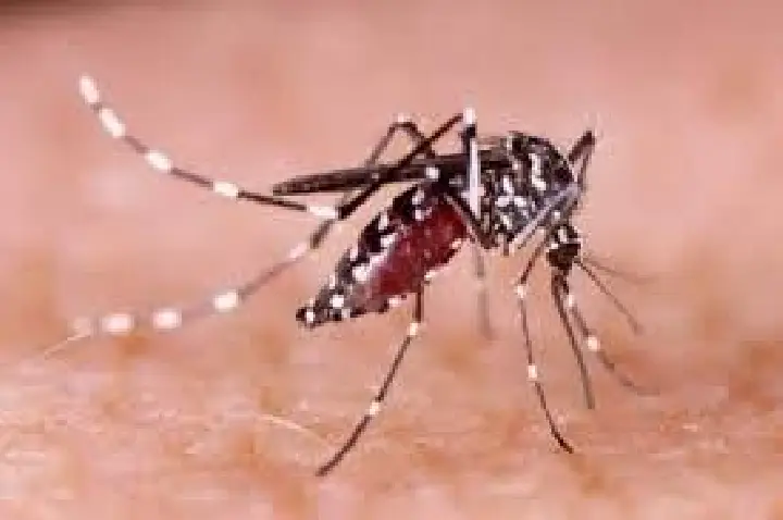 Bauru registra a 10ª morte por dengue; mais três são investigadas