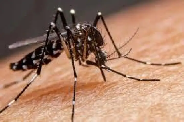 Bauru registra mais 3 óbitos por dengue