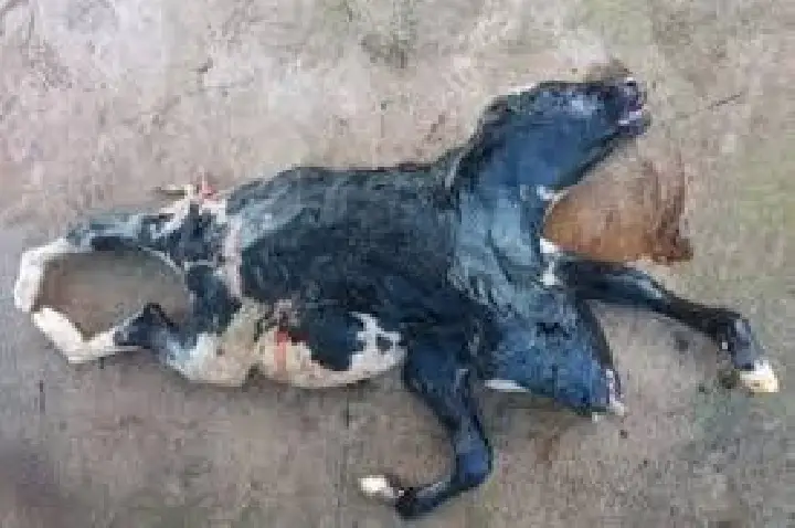 Bezerra nasce com duas cabeças e rabo bipartido; VÍDEO