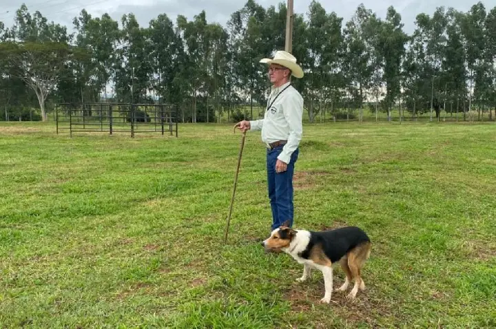 Border Collie: inteligência do cão é destaque na Agro Sem Limites