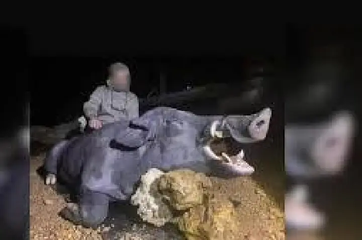 Caçadores abatem javali gigante de 250 kg em fazenda de Minas