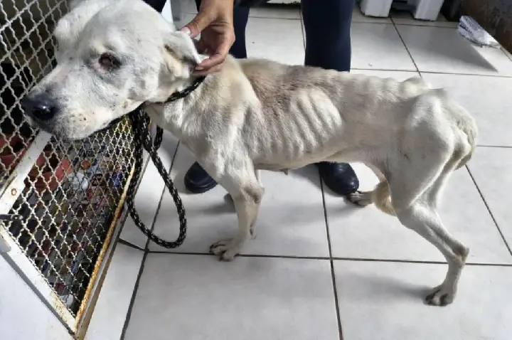 Cachorra é resgatada em situação de maus-tratos em Botucatu