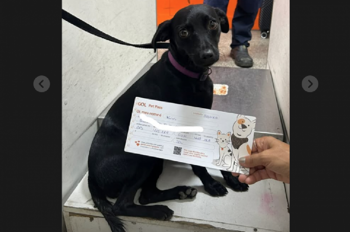 Cachorrinha escapa da caixa e paralisa aeroporto de Congonhas