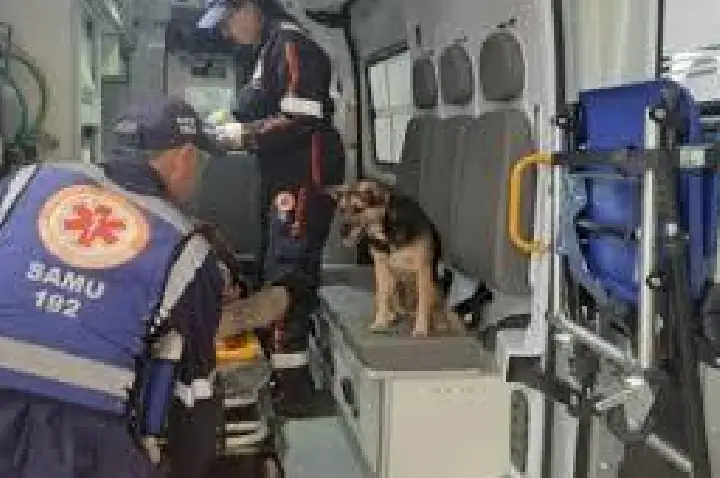 Cachorrinha vai de ambulância com tutor até o hospital; VÍDEO