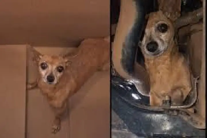 Cachorrinha Xuxa viaja 300km no motor do carro da dona; VÍDEO