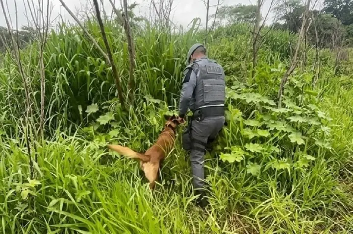 Cães farejadores encontram drogas em mata de Bauru; VÍDEO