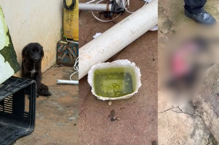 Cães sobrevivem comendo carcaça de filhote em caso de maus-tratos