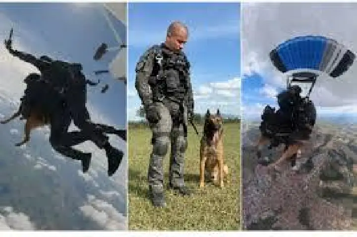 Cão da PM faz 1º salto de paraquedas em treino tático em SP