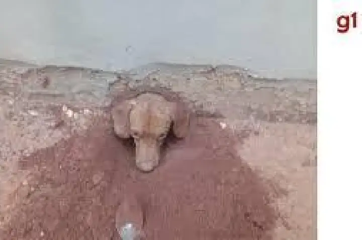 Cãozinho 'namorador' se mete em cano e precisa dos bombeiros