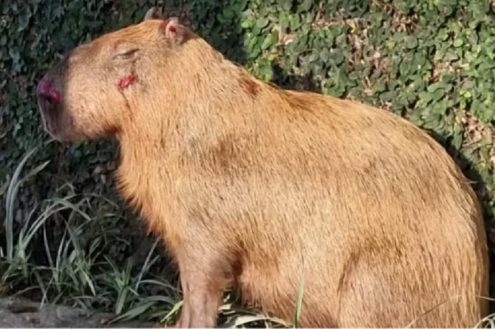 Capivara espancada por bando de 8 ainda corre risco sério; VÍDEO