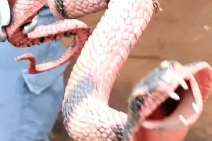 Cobra 'gigante' de borracha assusta moradores e mobiliza bombeiro