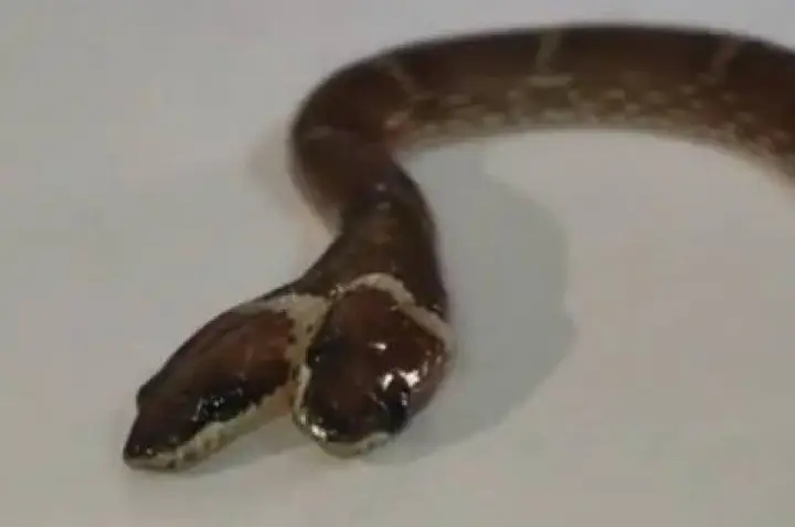 Cobra rara com duas cabeças e quatro olhos é resgatada na Índia