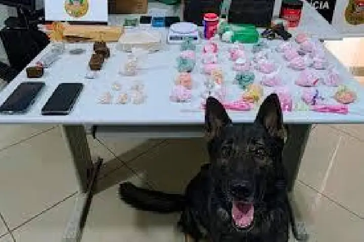 Com cão farejador, Baep prende quatro e apreende drogas na região