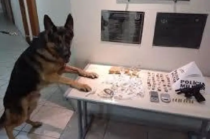 Com cão farejador, PM prende trio com drogas e pistola na região