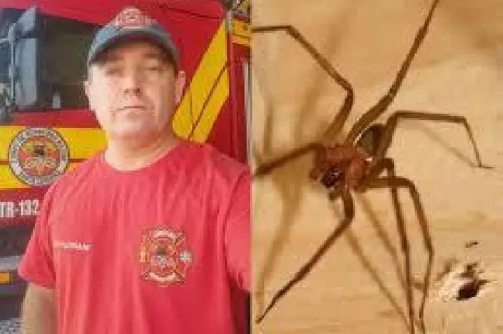 Considerado herói, bombeiro morre após picada de aranha