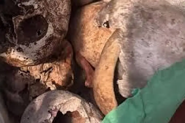 Crânios achados em apartamento nos Jardins chegam a 22
