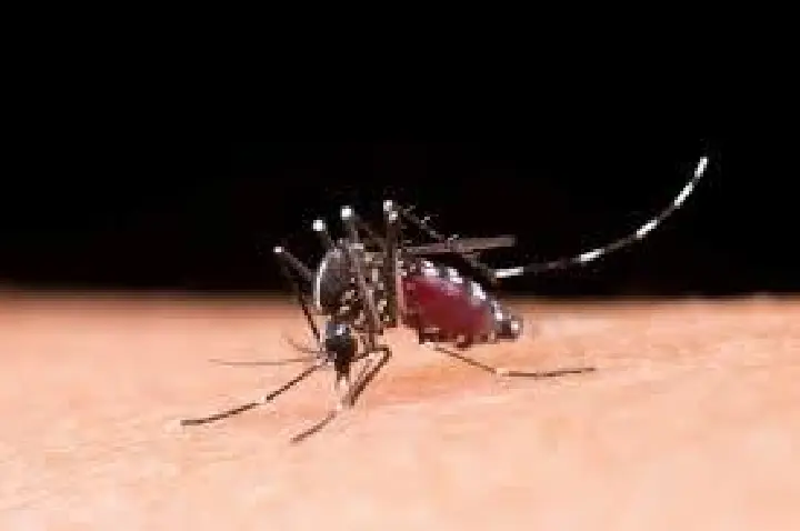 Dengue eleva risco e complicações no parto, segundo pesquisa