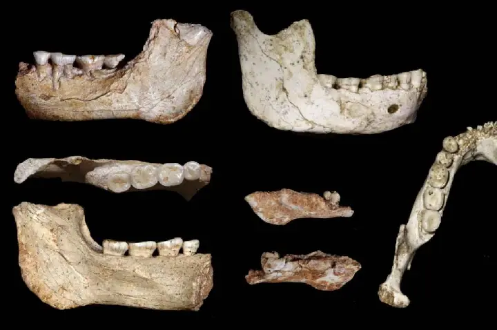 Descoberta em Marrocos e os dentes são iguais