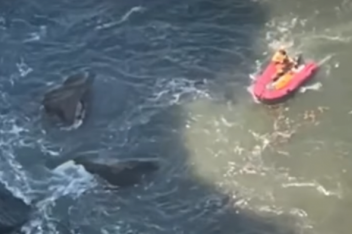 Desesperado, homem salta de precipício para fugir de abelhas