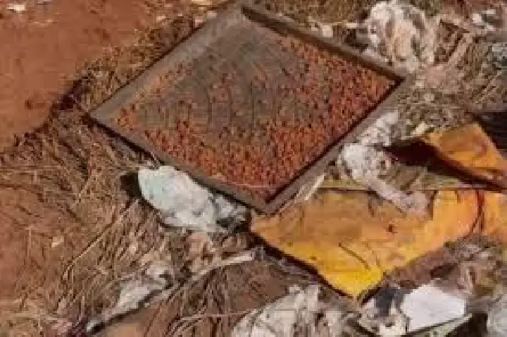 Dez cães são resgatados em Jaú por maus-tratos; tutor foi preso