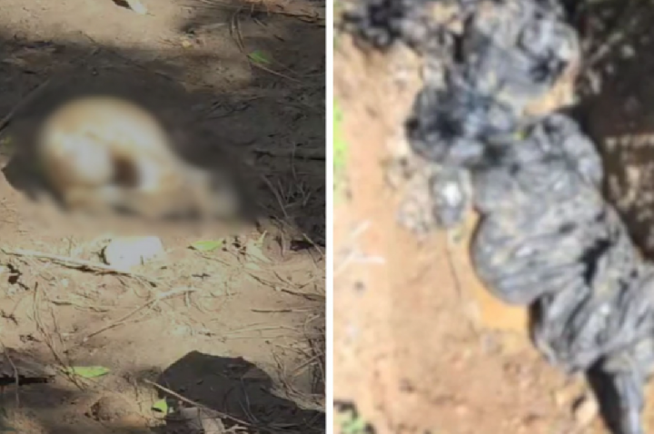 Dezenas de cães achados em sacos de lixo são enterrados; VÍDEO