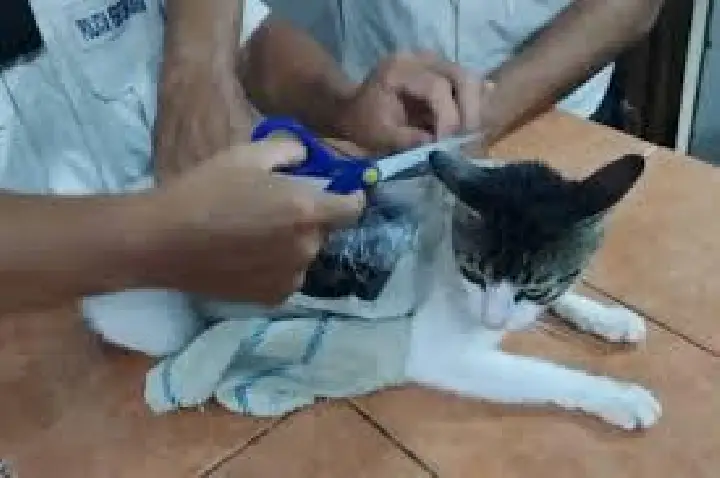 'Drogato': polícia flagra felino com drogas no muro de presídio