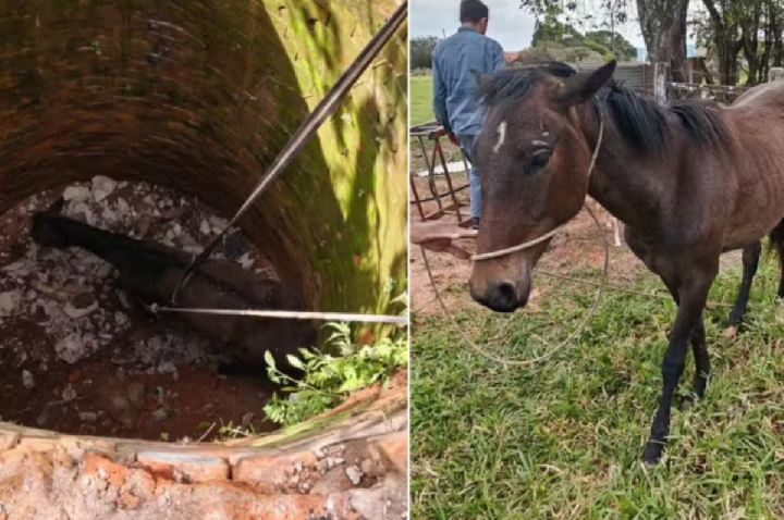 Égua de 200kg é içada de fossa de 4 metros de profundidade