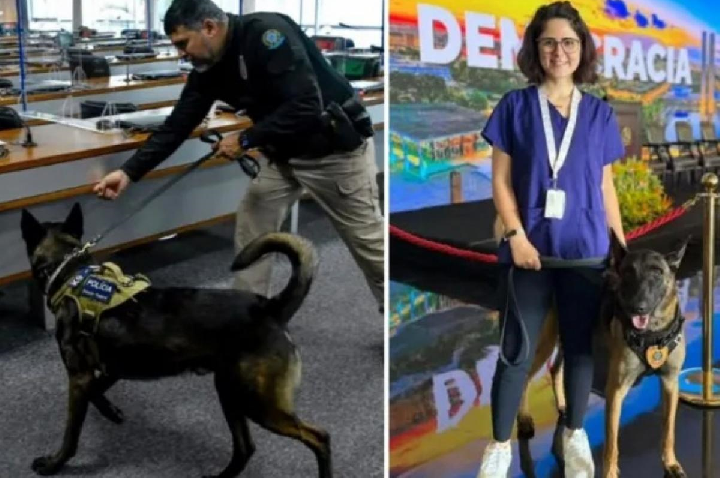 Entenda para que são usados cães do Senado e o que é cinotecnia