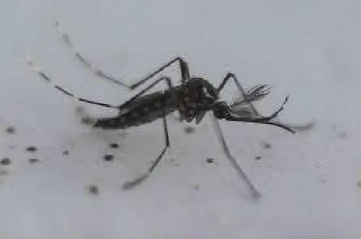 Estado de São Paulo registra mil mortes por dengue em 2025