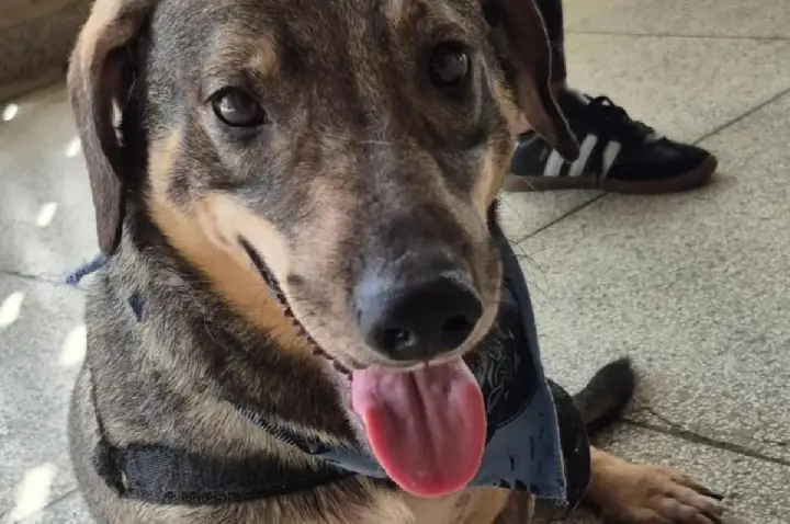 Estudo: Cérebro de cachorros capta várias emoções no rosto humano