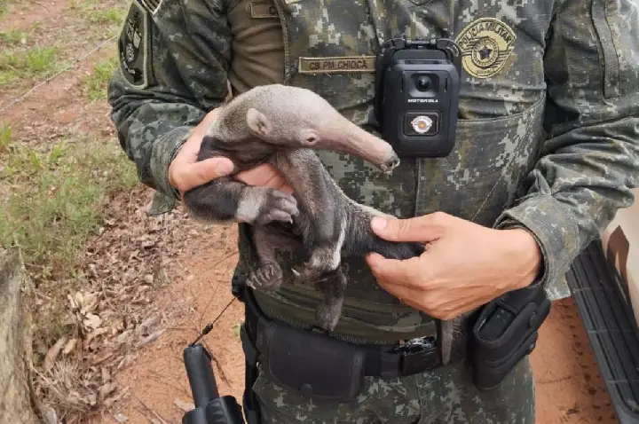 Filhote de tamanduá é resgatado e levado ao Zoológico de Bauru