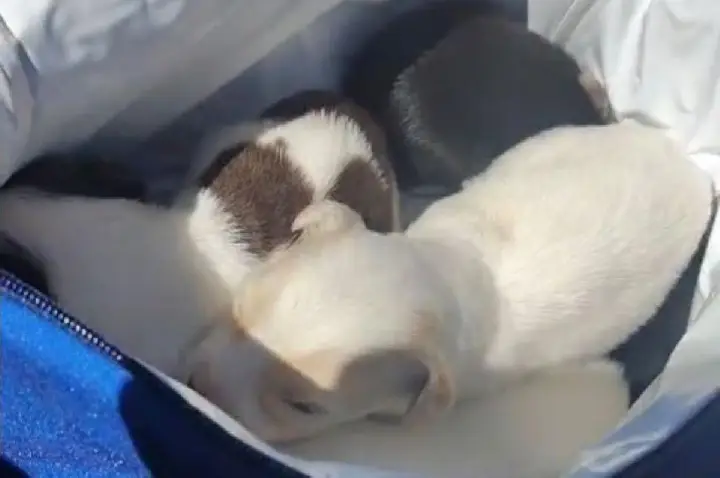 Filhotes abandonados são salvos pouco antes de compactação; VÍDEO