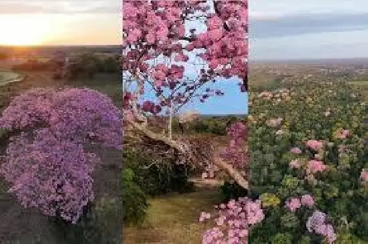 Florada de ipês-rosa transforma paisagem do pantanal