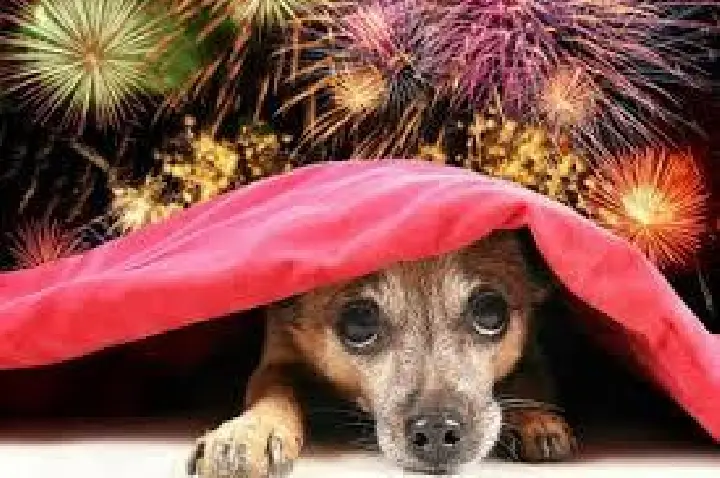 Fogos, estresse e riscos invisíveis para cães e gatos