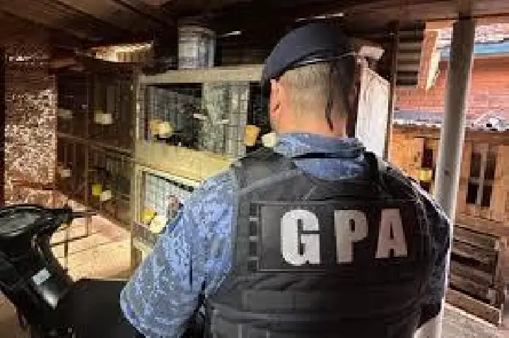 GCM flagra abrigo de galos e arena usada em rinhas em Botucatu