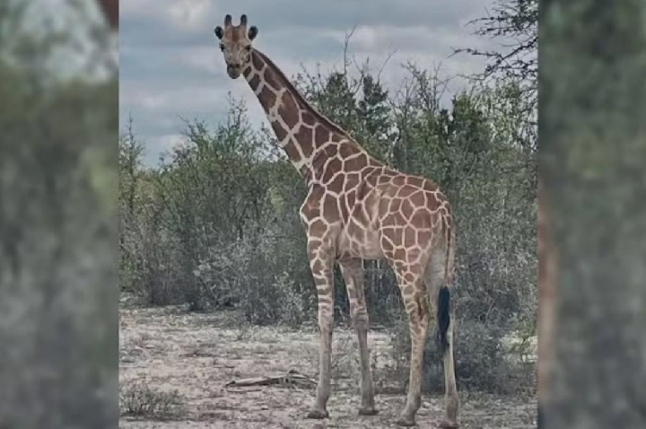 Girafa é encontrada duas semanas após escapar de rancho nos EUA