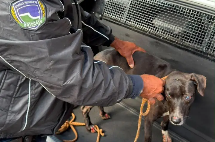 Guardas civis municipais resgatam cão que caiu em rio da região