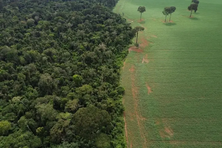 Holanda anuncia US$ 500 milhões em fundo de florestas